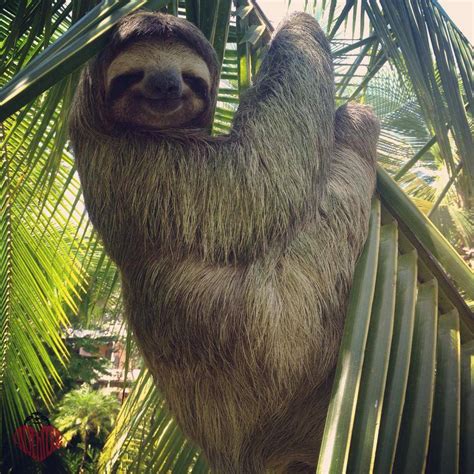 wild sloth